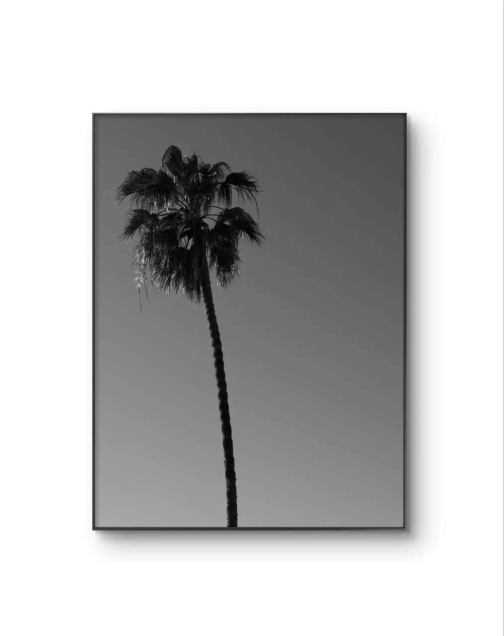 Serena -  Solitary Palm — Photographie fine tirage d'art par Serena
