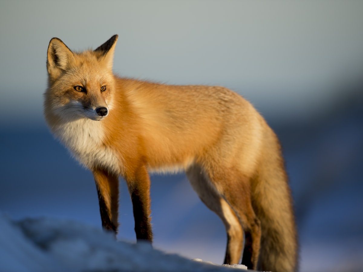 Faune